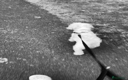 Bichon Frise dogs for stud: i wanna stud my dog - Advert 2