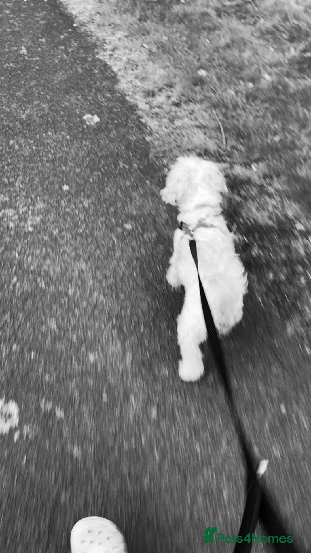 Bichon Frise dogs for stud: i wanna stud my dog - Advert 2