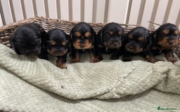 Cocker Spaniel dogs for sale: KC RIZI-BIZI show type European show champ lines - Image 1