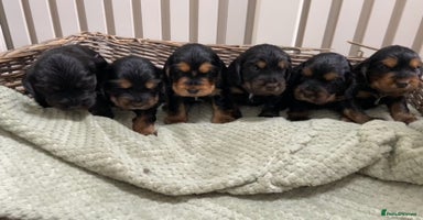Cocker Spaniel dogs - Advert 5