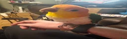 Parrots birds for sale: Caique in Thetford - Advert 4