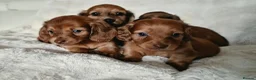 Miniature Dachshund dogs for sale: Longhair miniature dachshund puppys  - Advert 10