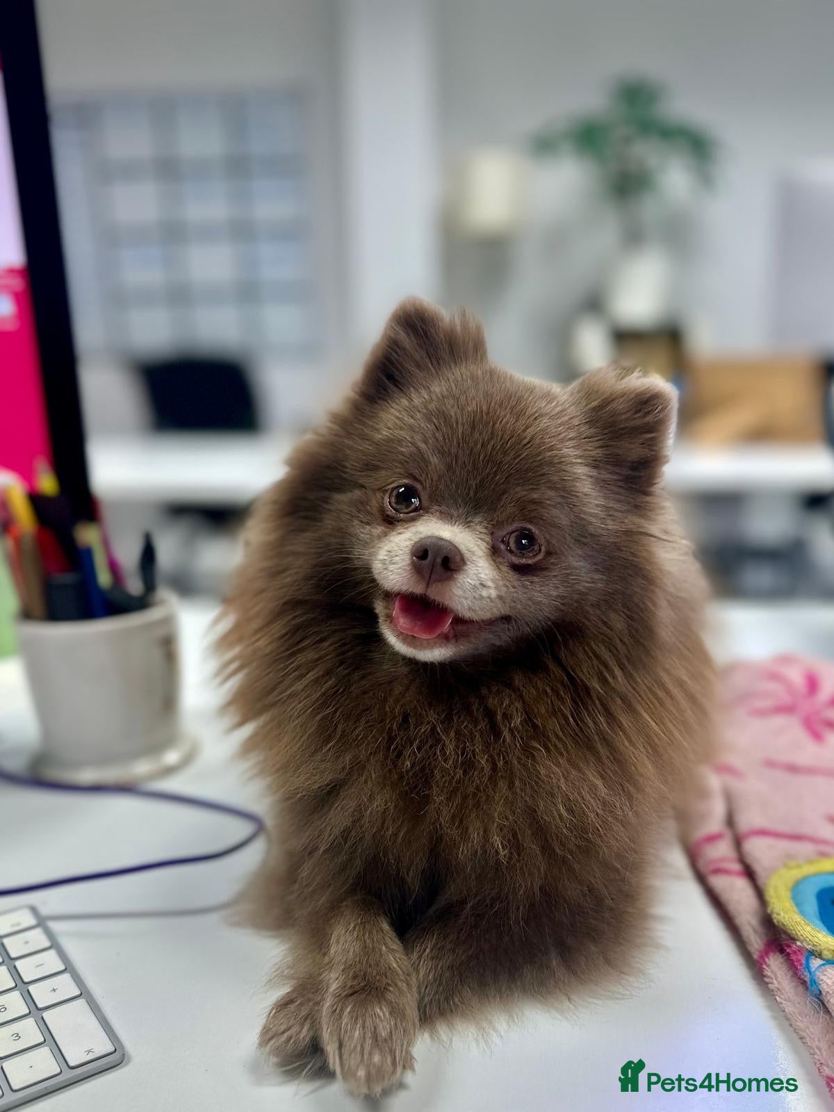 Pomeranian dogs Beautiful lilac adult girl 💜 - Advert 9