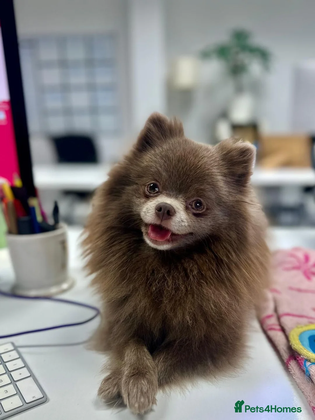 Pomeranian dogs for sale: Beautiful lilac adult girl 💜 - Advert 1