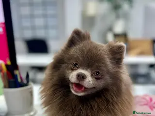 Pomeranian dogs Beautiful lilac adult girl 💜 - Advert 9