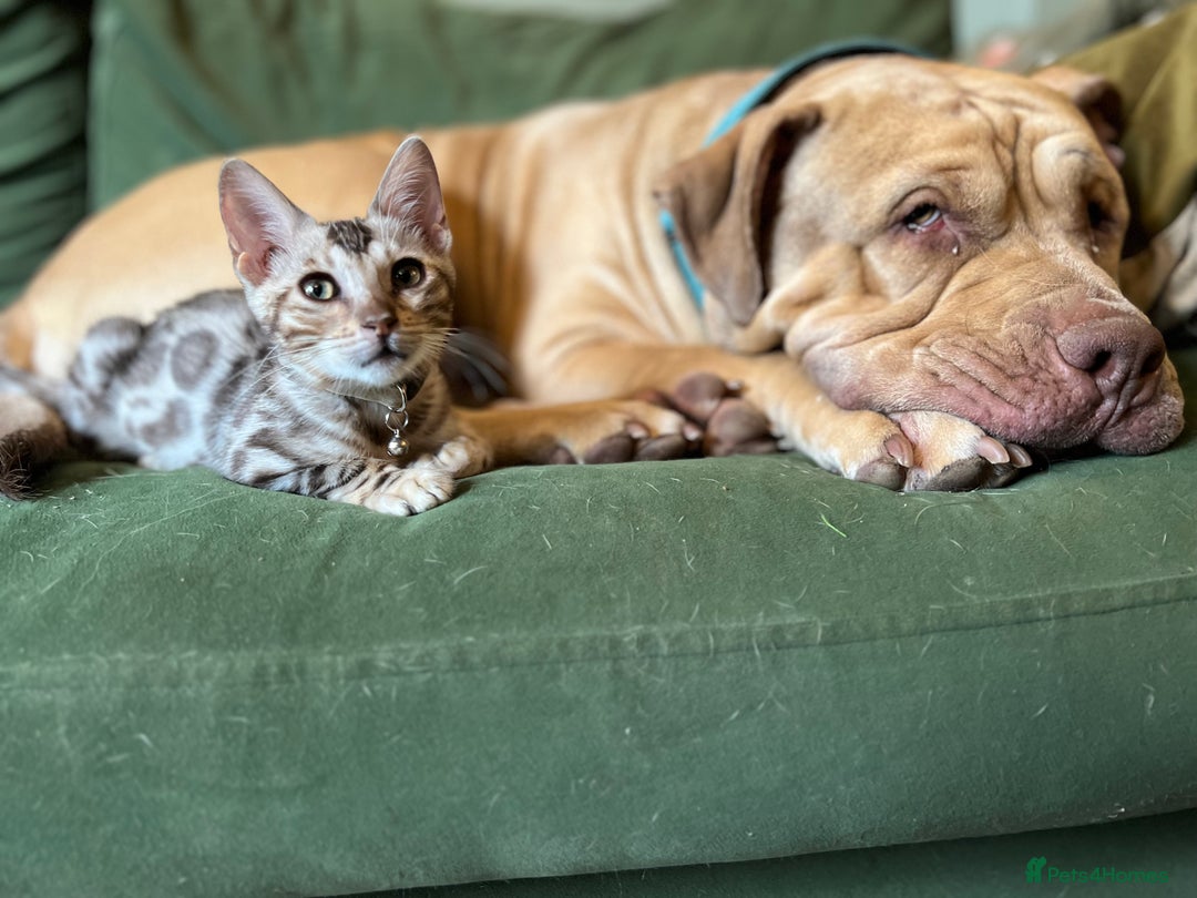 Bengal cats for sale: Beautiful Bengal Kittens Ready for Forever Homes - Image 7