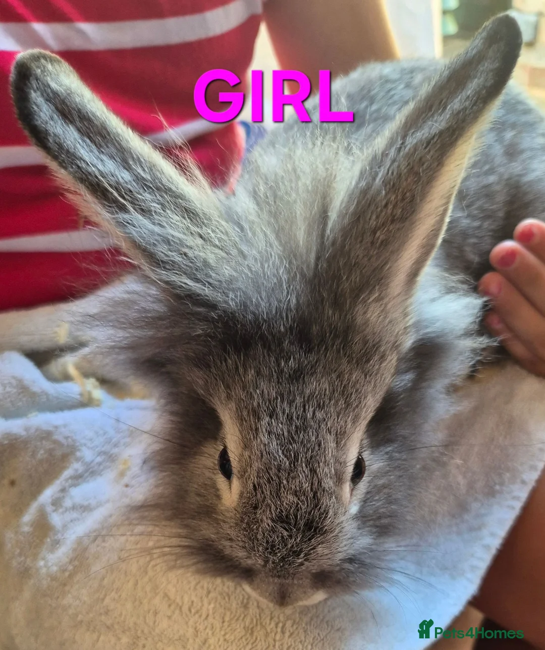 Mixed Breed rabbits for sale: Baby Bunnies for Sale........Baby Bunnies for Sale - Advert 2