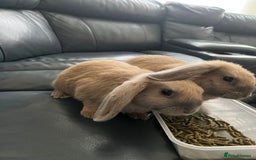 Mixed Breed rabbits for sale: 2 male bunnies looking for a new friendly home 9wk - Image 3