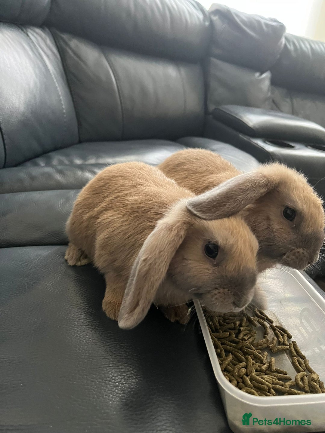 Mixed Breed rabbits for sale: 2 male bunnies looking for a new friendly home 9wk - Image 3