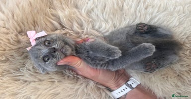 British Shorthair cats - Advert 6