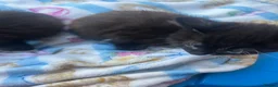 Mixed Breed cats for sale: Two beautiful kittens - Advert 3