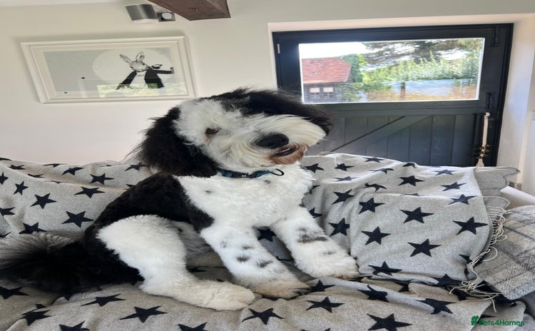 Sheepadoodle dogs - Advert 1