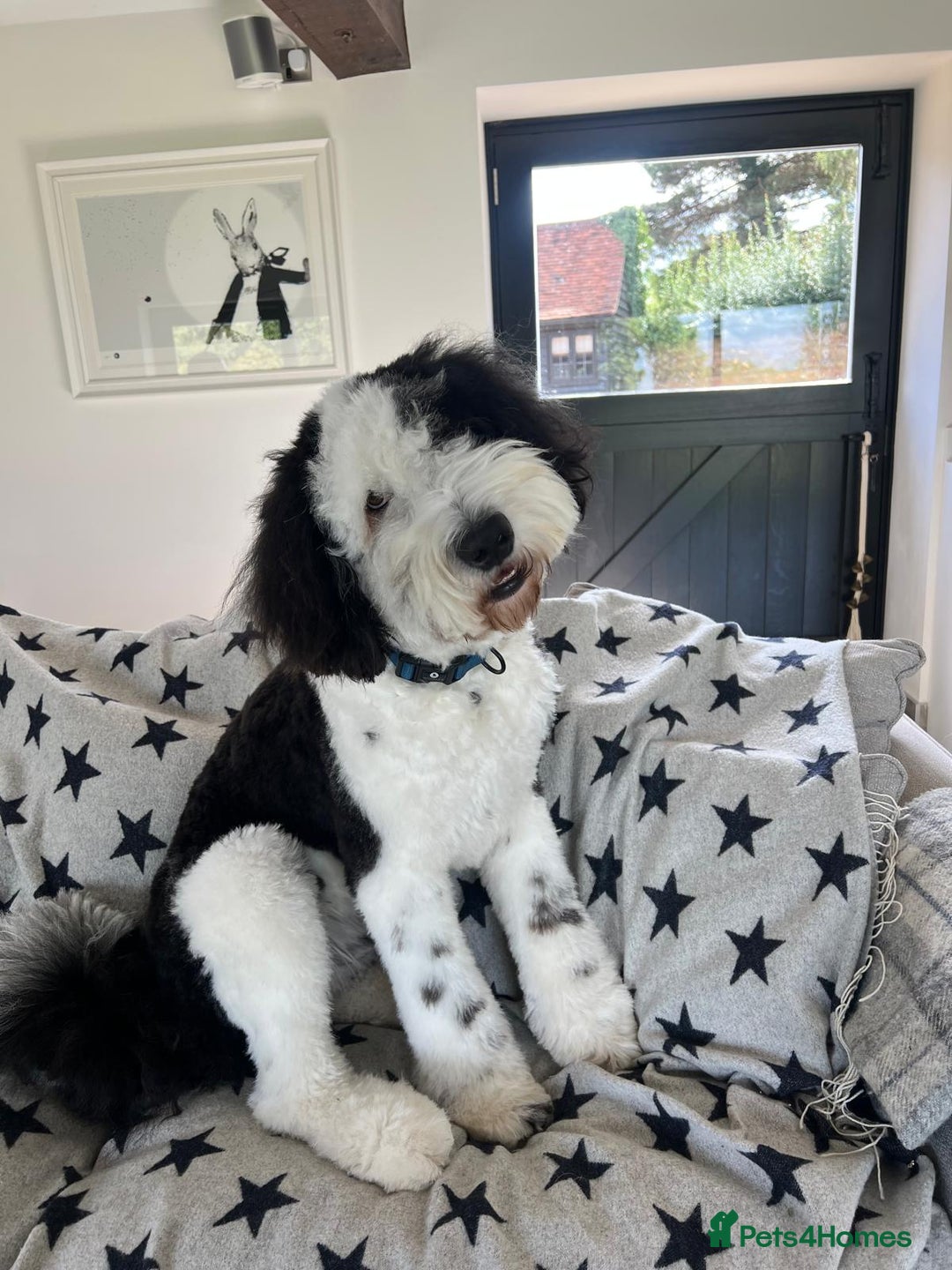Sheepadoodle dogs for sale: Sheepadoodle puppies F1 - Image 2