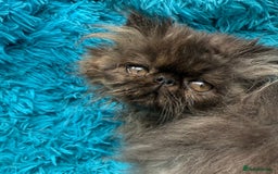 Persian cats for sale: Gorgeous Persians gccf registered pkd neg   - Image 18
