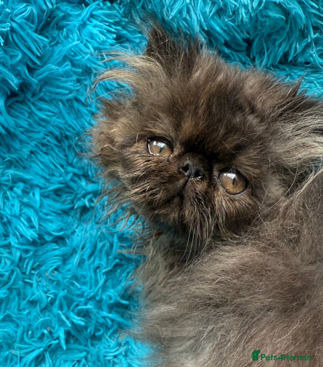 Persian cats for sale: Gorgeous Persians gccf registered pkd neg   - Image 18
