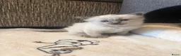 Ragdoll cats for sale: 🐾Last 2 Male Ragdolls 🐾 - Advert 8