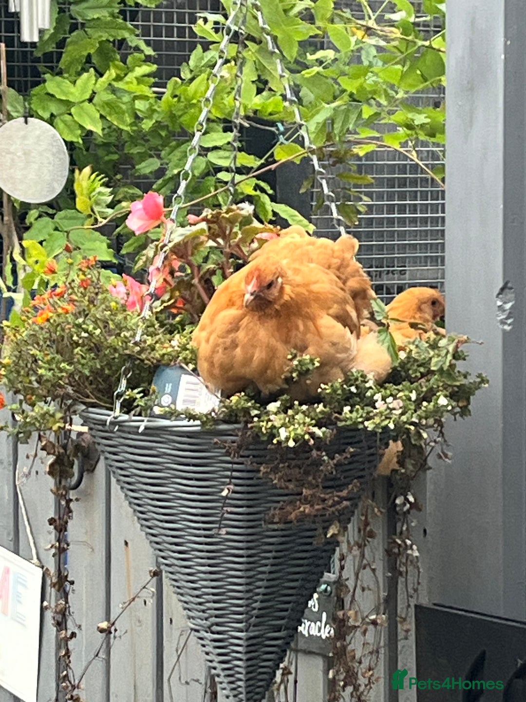 Chickens poultry for sale: 💕Bantam Pekins for sale 2025 birds 💕 - Image 12