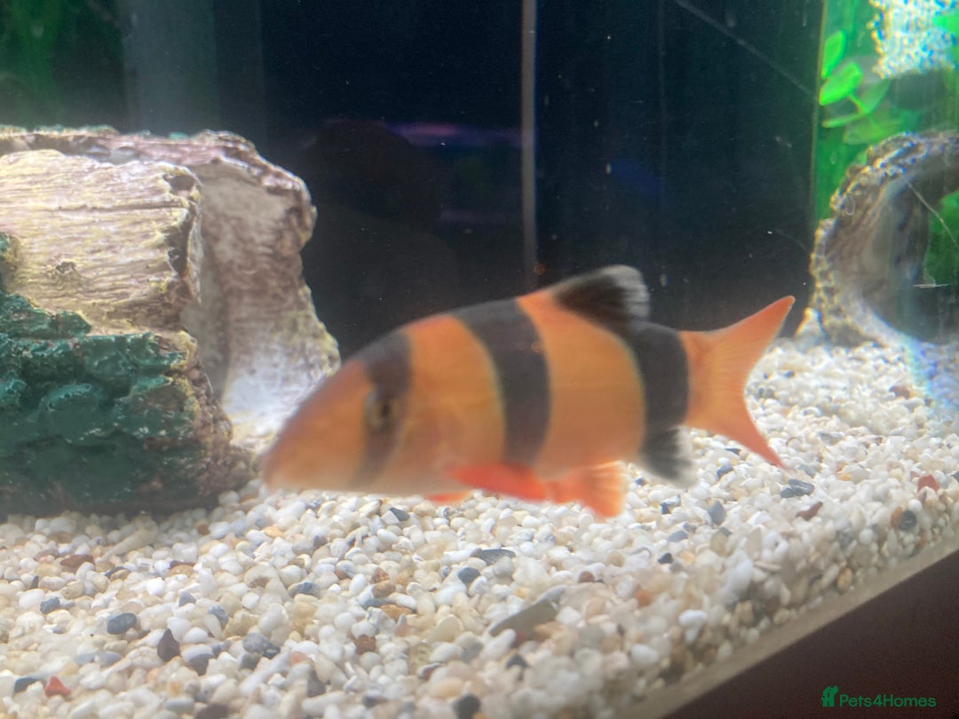 Loaches fish for sale: Clown loach  - Image 4