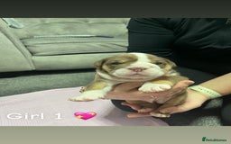 English Bulldog dogs for sale: 🐶 KC Registered English Bulldog Puppies 🐶 - Image 19