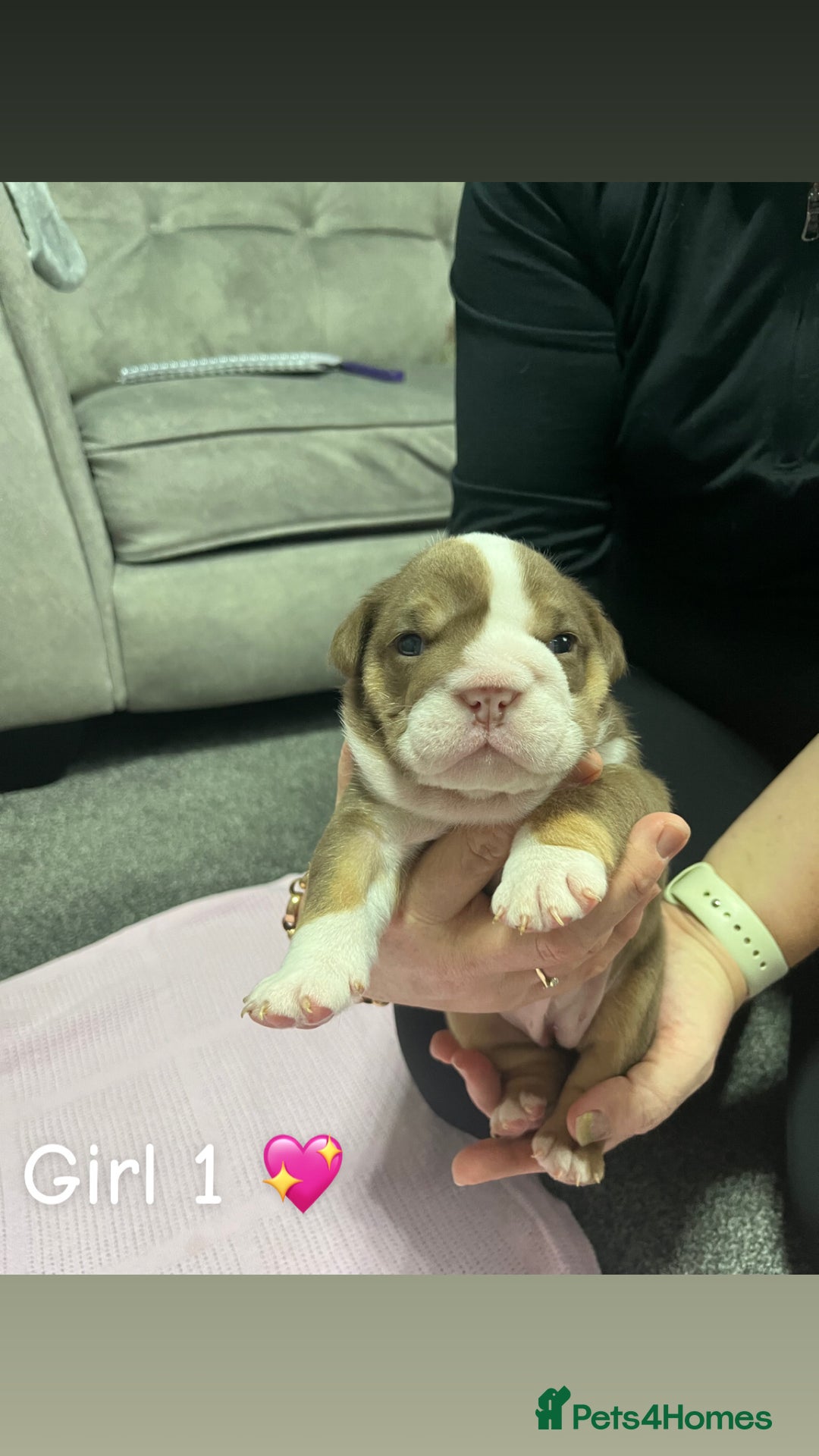 English Bulldog dogs for sale: 🐶 KC Registered English Bulldog Puppies 🐶 - Image 19
