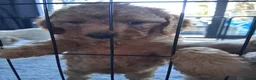 Mixed Breed dogs for sale: Beautiful Golden Cavadoodle Puppies for Sale. - Advert 6
