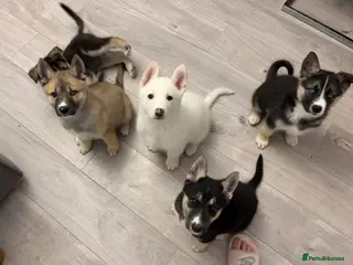 Shepsky dogs STUNNING SHEPSKY PUPPIES! - Advert 8