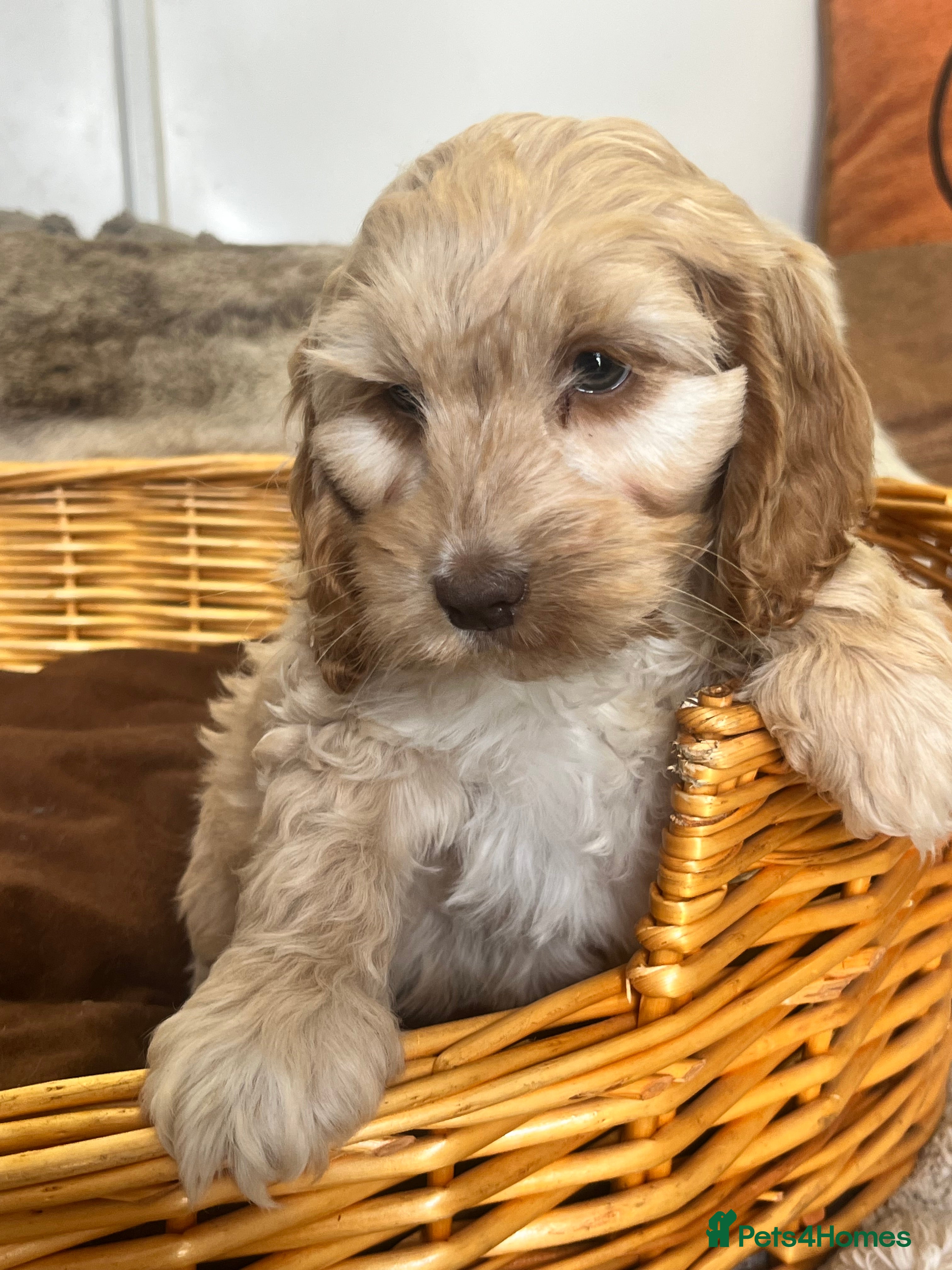 Cockapoo dogs stunning F1 Cockerpoos  - Advert 2