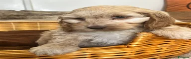 Cockapoo 5