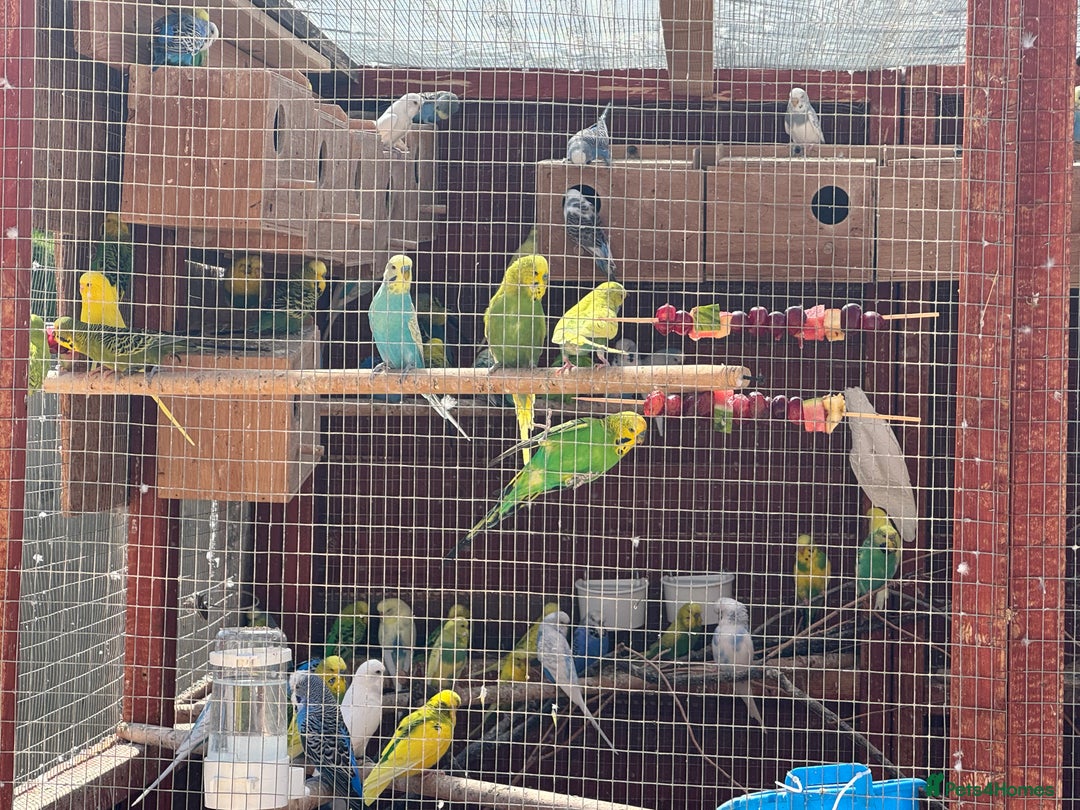 Budgerigars birds for sale: Budgies for new homes, mixed colours  - Image 2