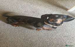 Miniature Dachshund dogs for sale: Miniature Dachshund for Rehoming - Image 1