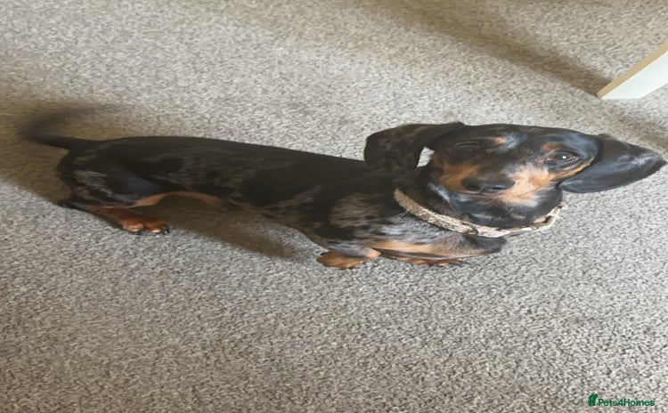 Miniature Dachshund dogs - Advert 13