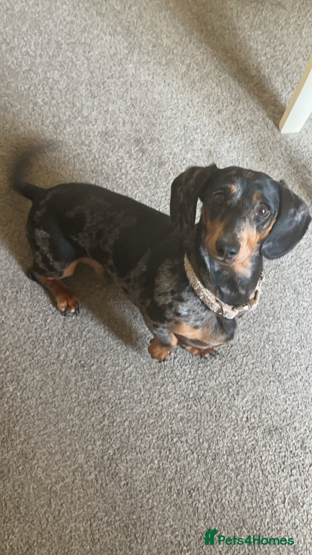 Miniature Dachshund dogs for sale: Miniature Dachshund for Rehoming - Image 1