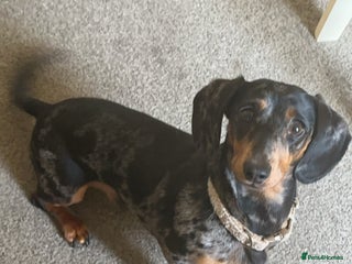 Miniature Dachshund dogs Miniature Dachshund for Rehoming - Advert 1