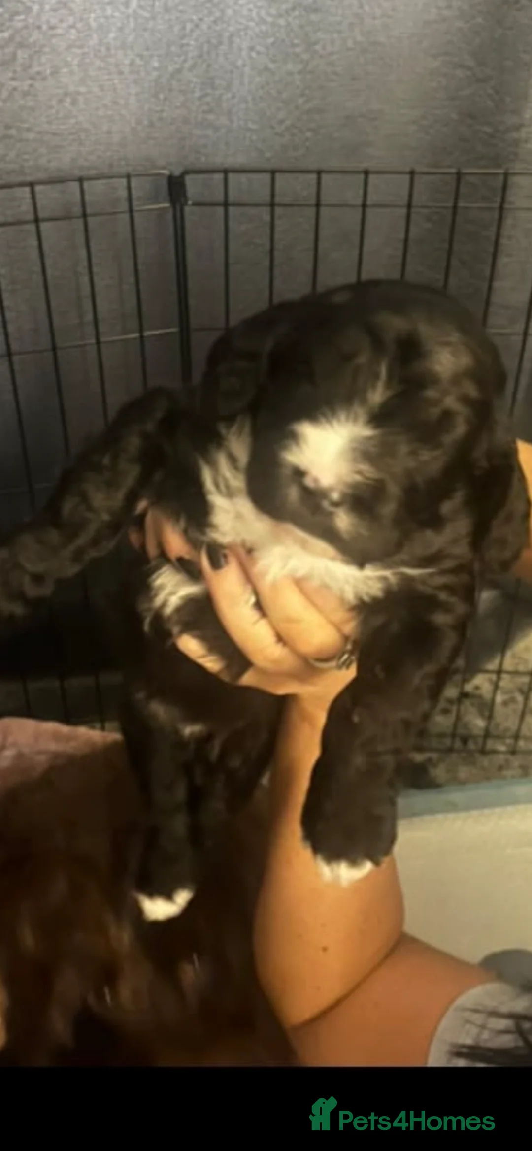 Cockapoo dogs for sale: 5 beautiful cockapoo puppies  - Advert 24