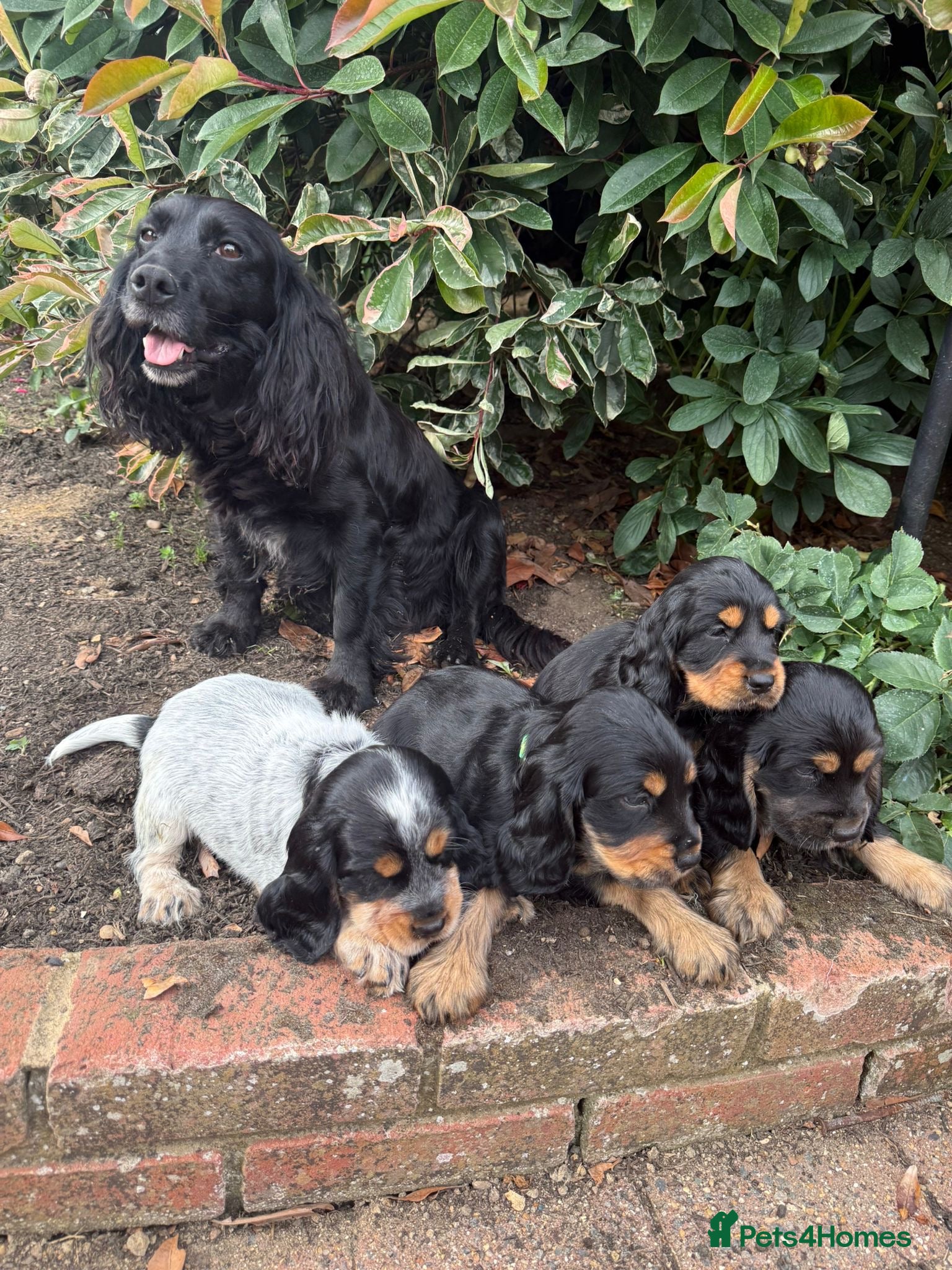 Cocker Spaniel dogs Beautiful show cocker spaniel  - Advert 1
