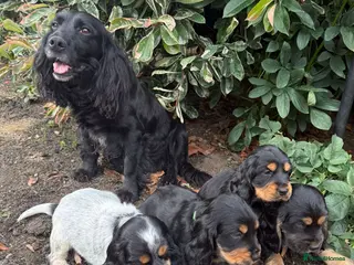 Cocker Spaniel dogs Beautiful show cocker spaniel - Advert 1