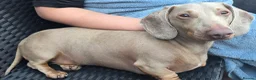Miniature Dachshund dogs for sale: 🩵DIXIE🩵 3 Year Old Miniature Dachshund  - Advert 5
