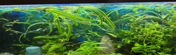 Platies fish for sale: Guppies for sale - Advert 1