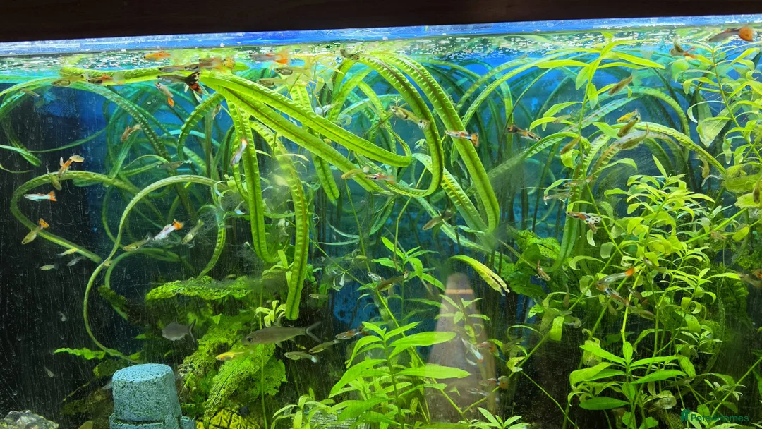 Platies fish for sale: Guppies for sale - Advert 1