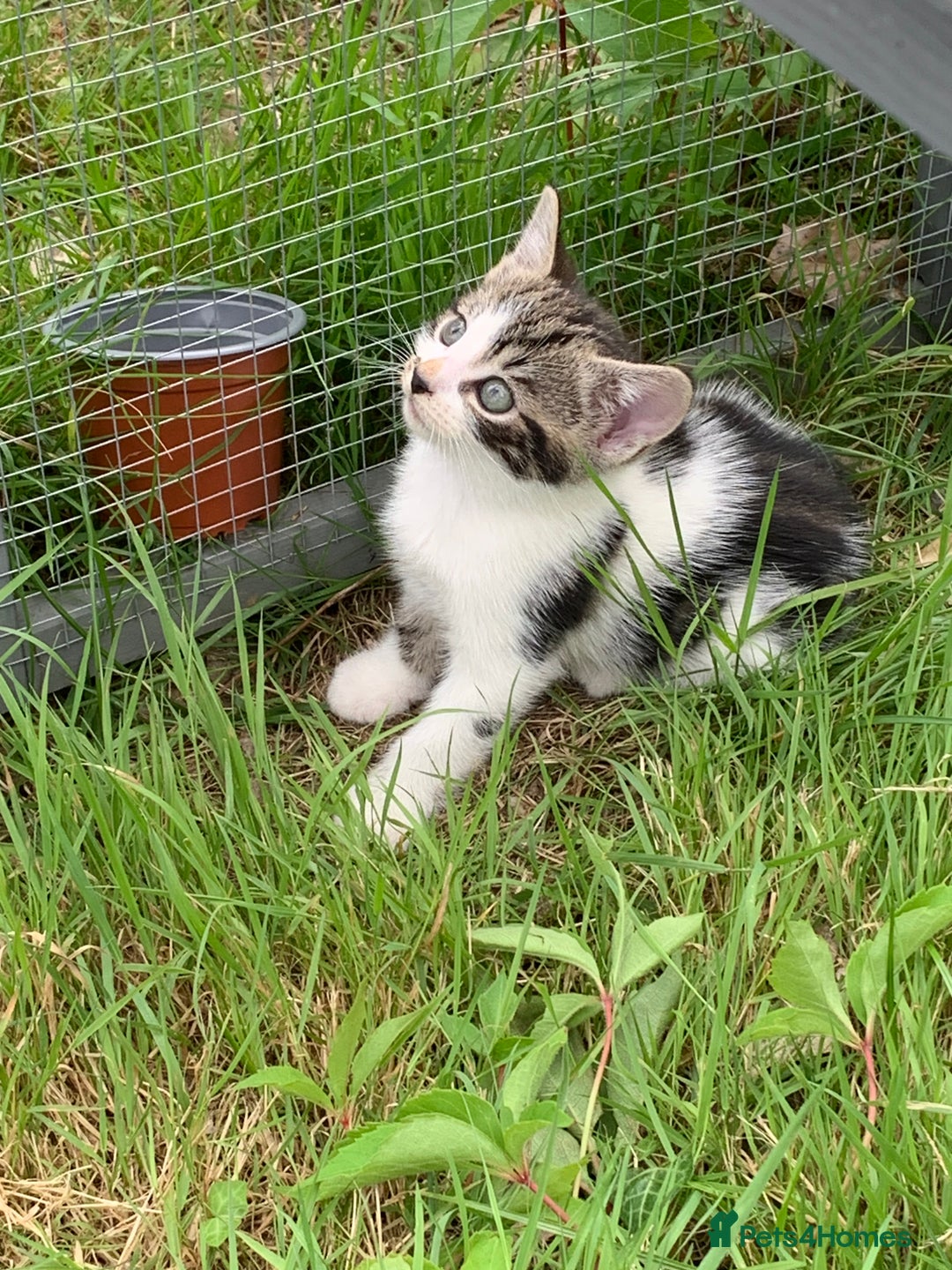 Mixed Breed cats for sale: Maine coon x Tabby kittens  - Image 6