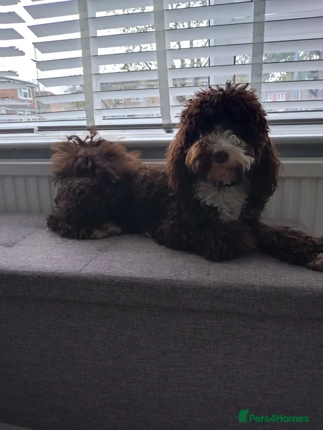 Poodle dogs Eddie looking forever home  - Advert 2