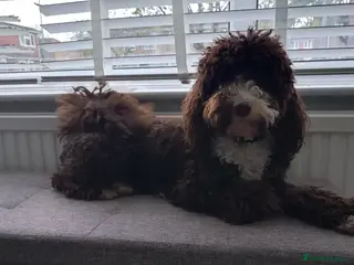 Poodle dogs Eddie looking forever home - Advert 2