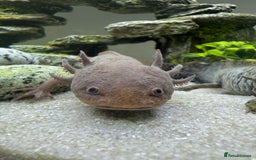 Other/Mixed Breed fish for sale: 2 axolotls and tank set up  - Image 2