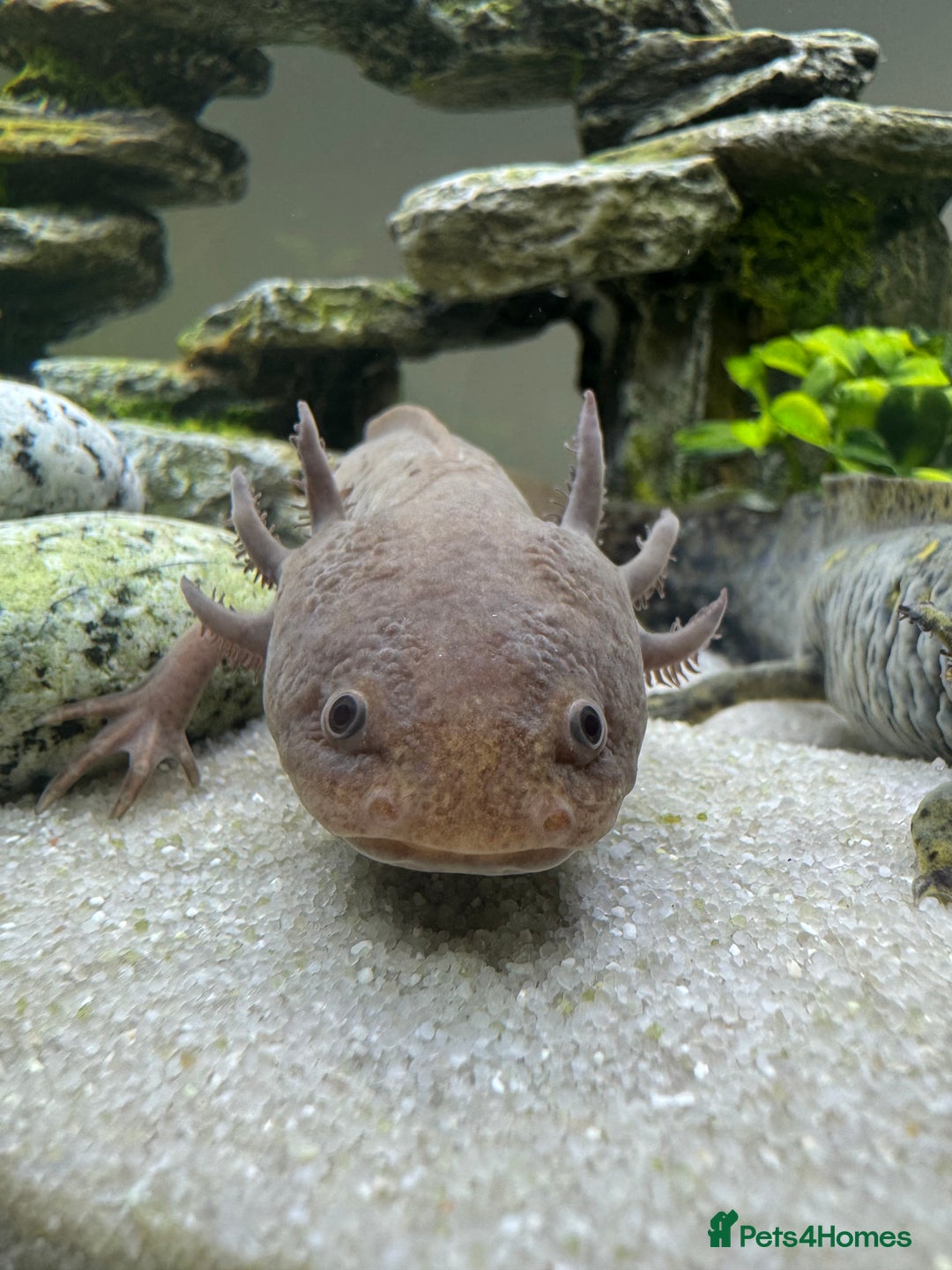 Other/Mixed Breed fish for sale: 2 axolotls and tank set up  - Image 2