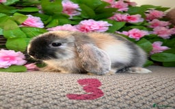 Mini Lop rabbits for sale: Mini lops  7 weeks old - Image 5