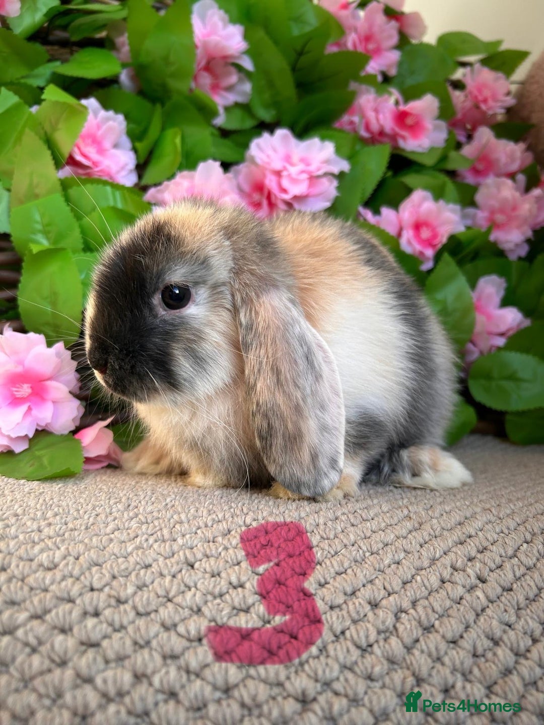 Mini Lop rabbits for sale: Mini lops  7 weeks old - Image 5