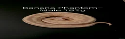 Python Snake reptiles for sale: Juvenile Ball Pythons in Manchester - Advert 7
