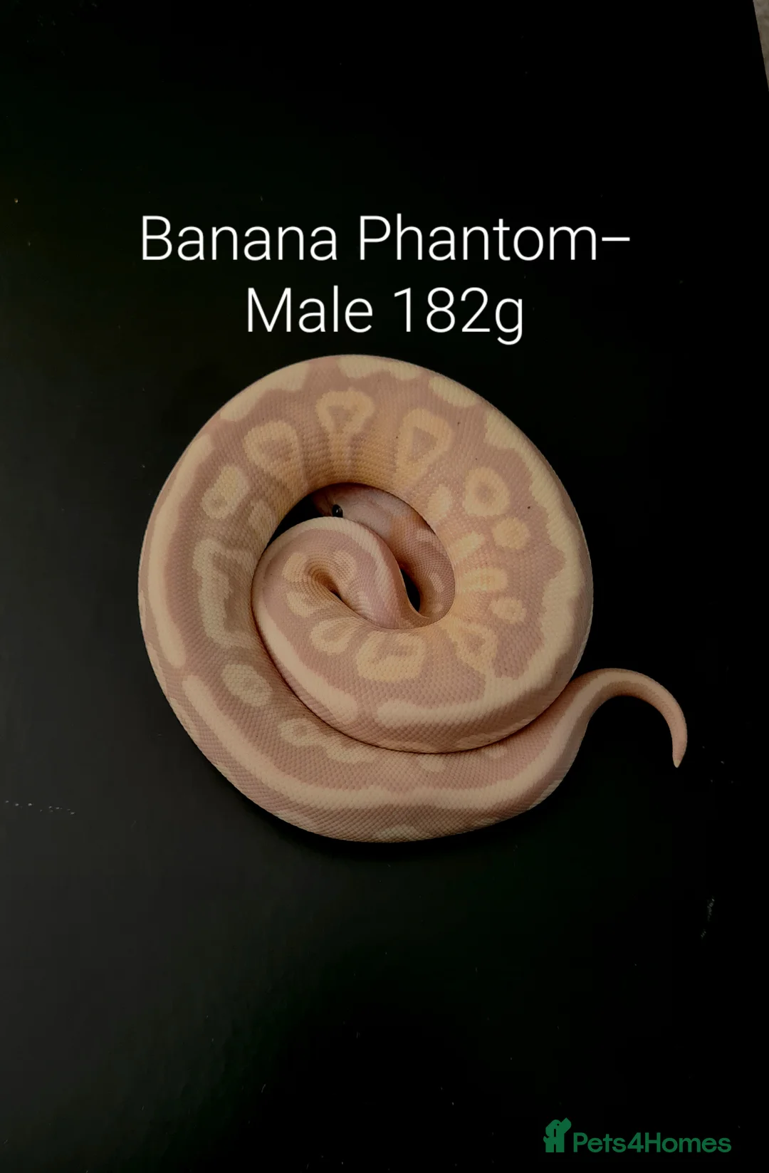 Python Snake reptiles for sale: Juvenile Ball Pythons in Manchester - Advert 7