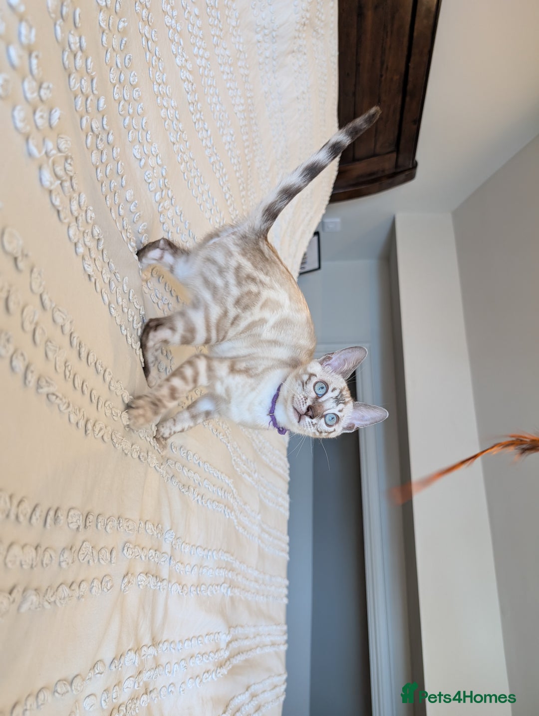Bengal cats for sale: 🤍🖤🩶 Bengal Kittens 🩶🖤🤍 in Barnoldswick - Image 10