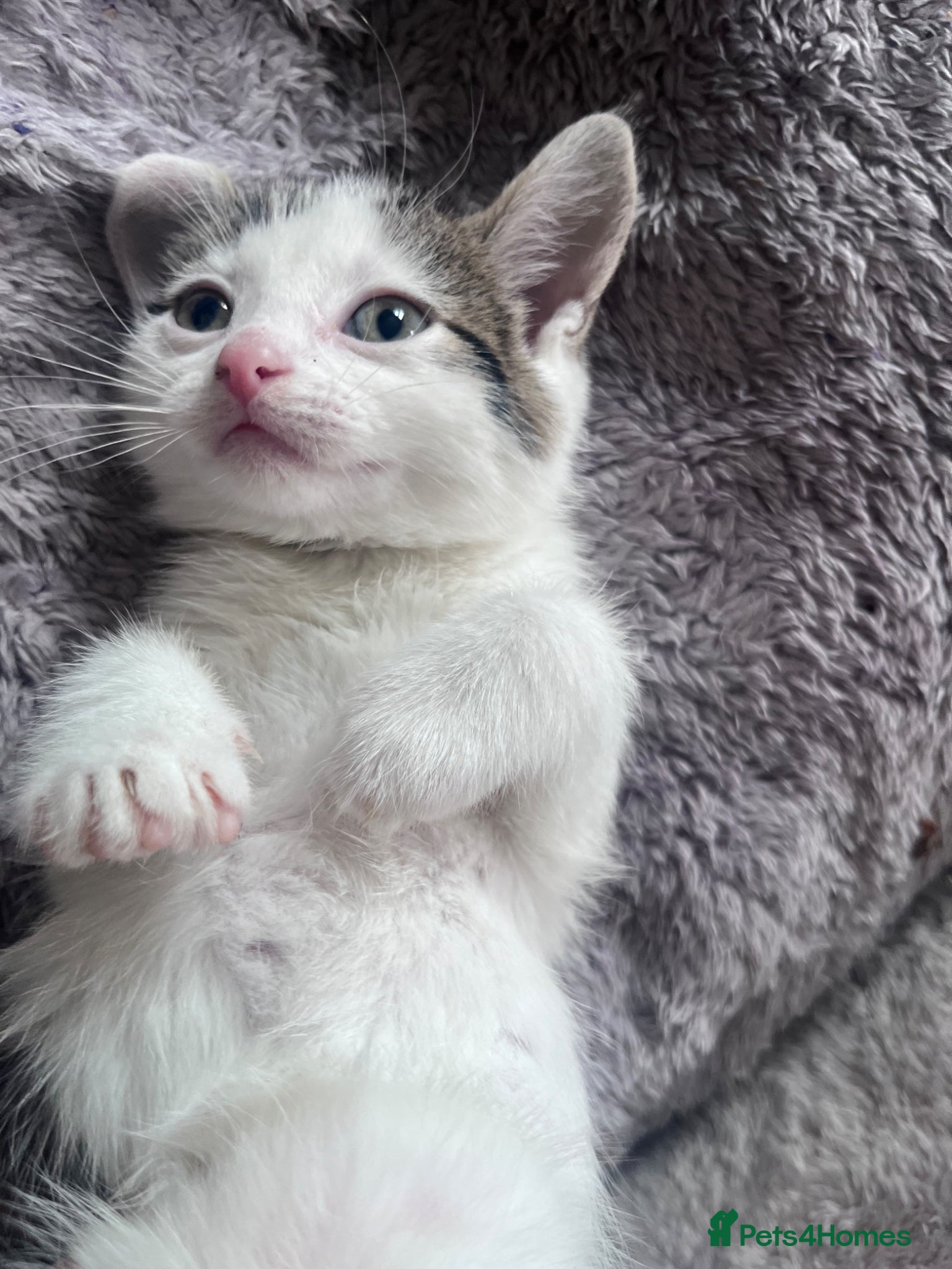 Mixed Breed cats 🐾Stunning Mixed breed Female & Male Kittens 🐾 - Advert 3